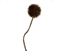 Pianta di aglio in fiore